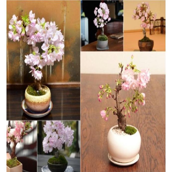 Hạt giống hoa anh đào nhật - Gói 10 hạt