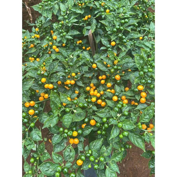 CÂY GIỐNG ớt Peru Charapita đắt nhất thế giới - CÂY ĐÃ ĐƯỢC SANG BẦU TO.