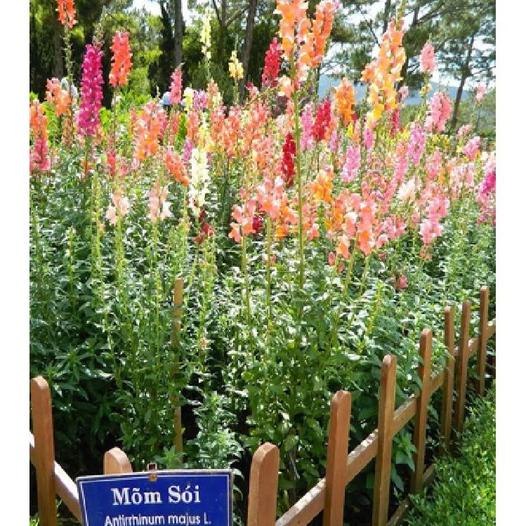 Hạt giống hoa mõm sói MIX Màu - 100hạt/gói