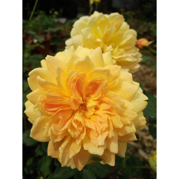 Hoa Hồng Ngoại thân bụi Molineux Rose màu Vàng siêu hot- mùi hương mộc dược - sai hoa - dễ chăm