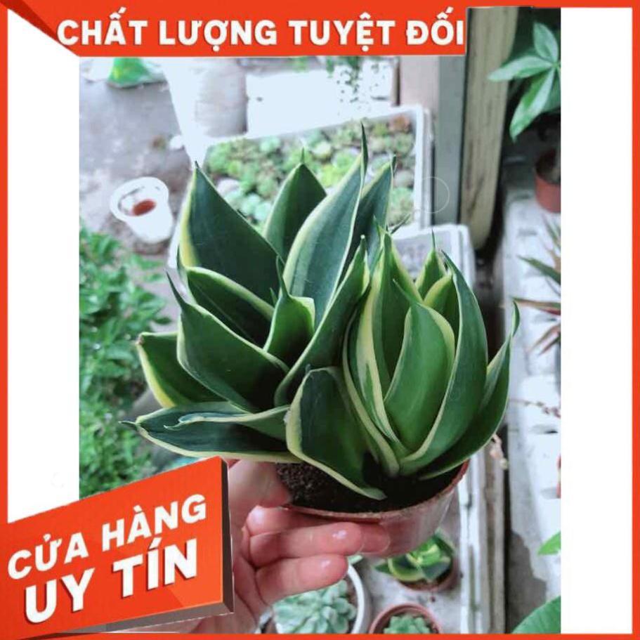Lưỡi hổ thái búp sen Nhiều Người Mua