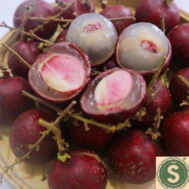 Cây Nhãn Tím THÁI LAN