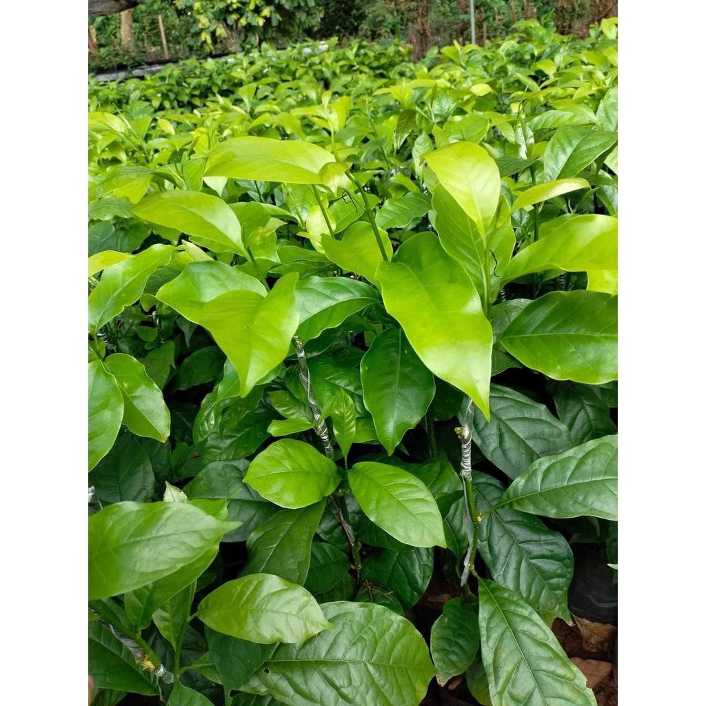 Cây dổi ghép cho trái sau 4 năm
