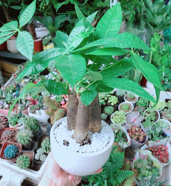 Chậu Kim Ngân 3 Thân