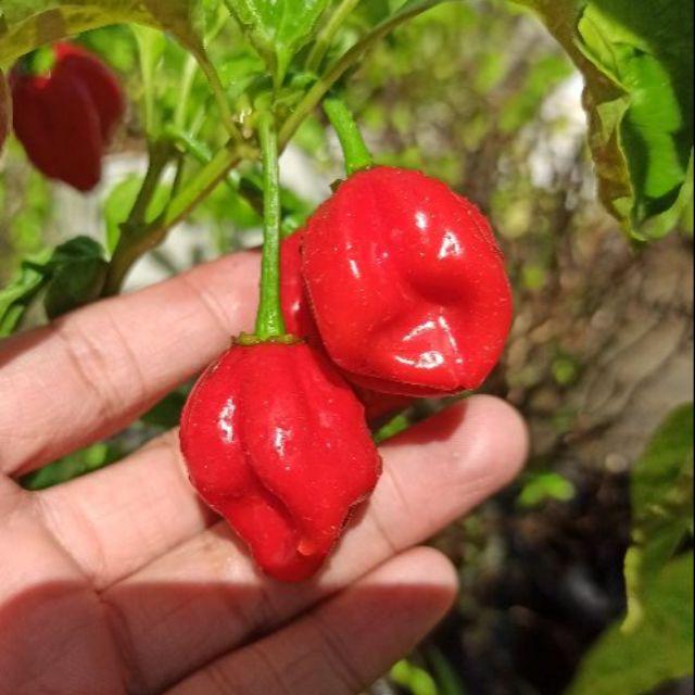 Hạt ớt Habanero đỏ Mỹ