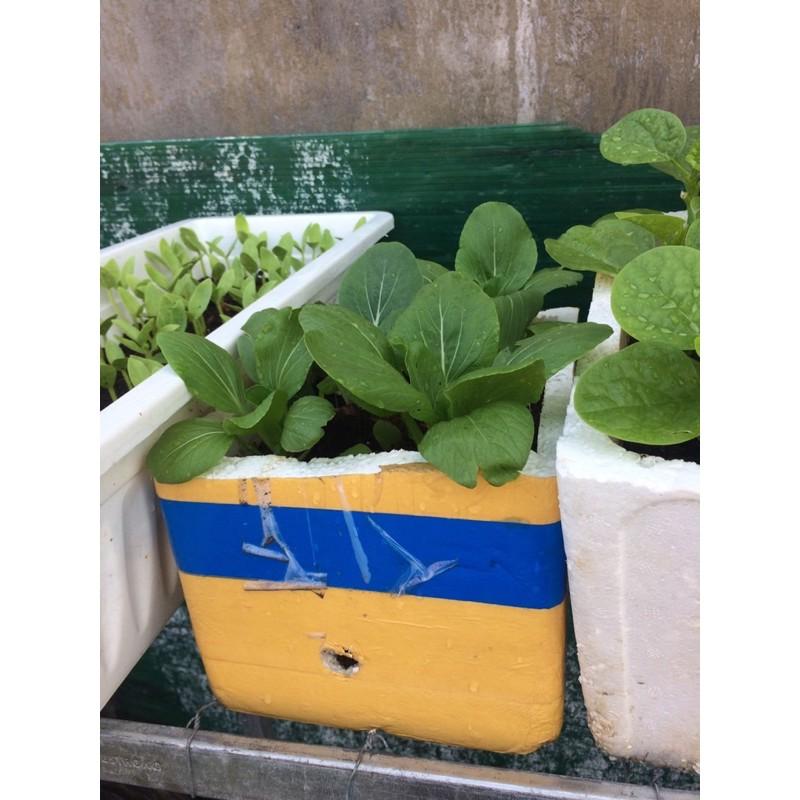 Hạt giống cải thìa