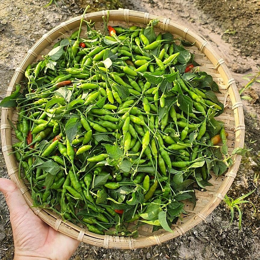 Hạt giống ớt xiêm rừng Rado 377 gói 0,2gr