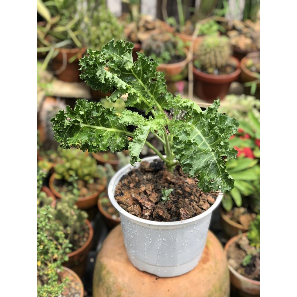 Chậu cây cải xoăn Kale