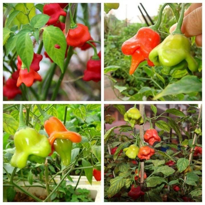 30 Hạt Giống Ớt Hoa Hồng