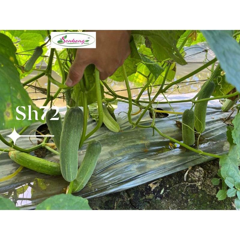 Hạt giống dưa leo F1 siêu bóng SH72 Sen Hồng 10g