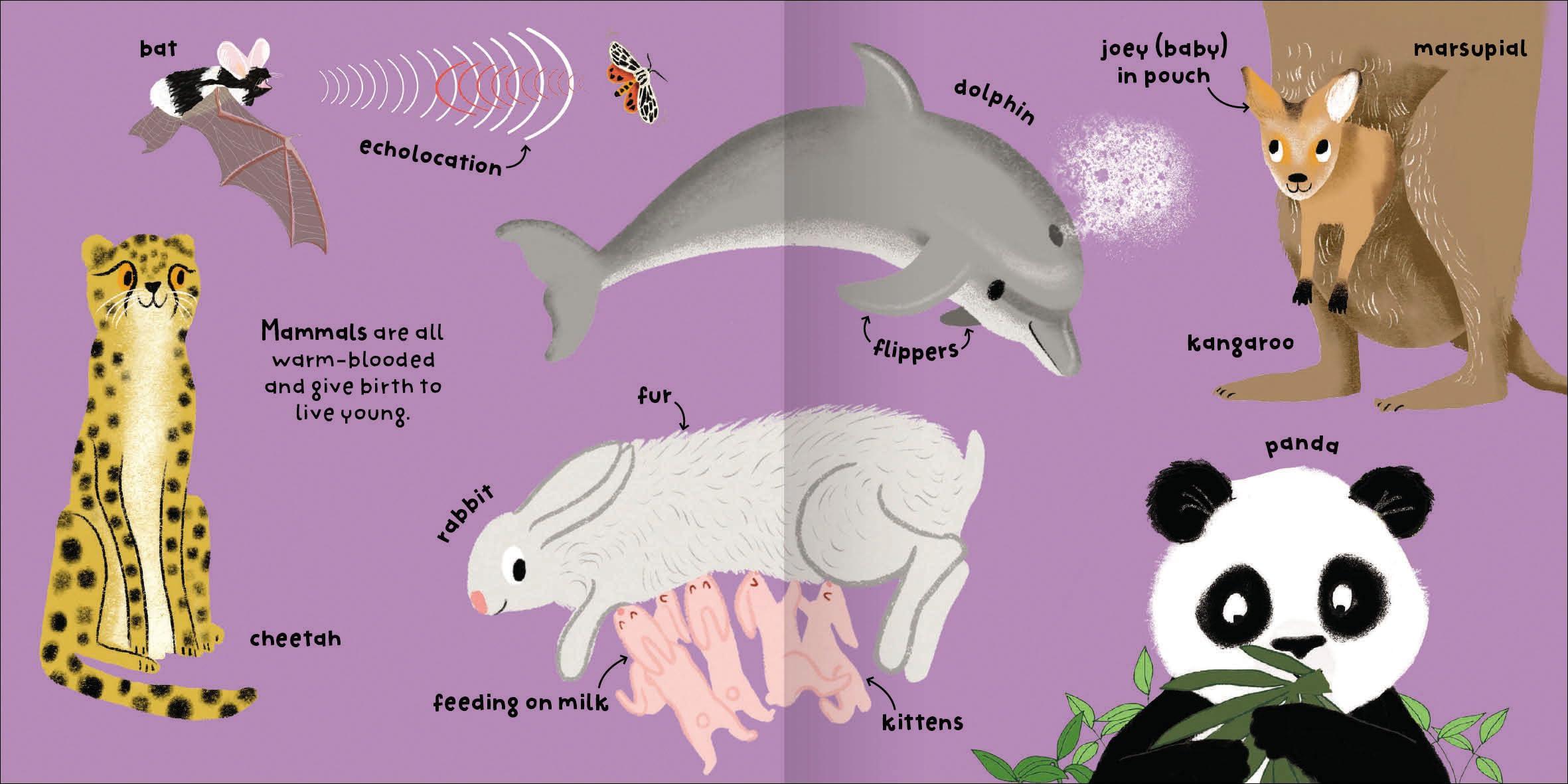 Sách ngoại văn: Big Words For Little Experts - Animals