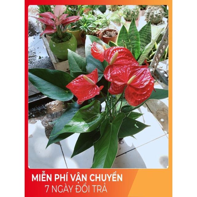 Cây Hồng Môn