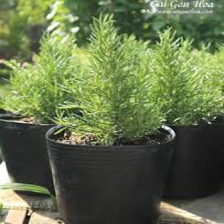 CHẬU CÂY HƯƠNG THẢO