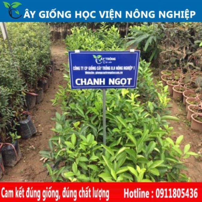Sản phẩm Cây Ăn Trái giống chanh ngọt