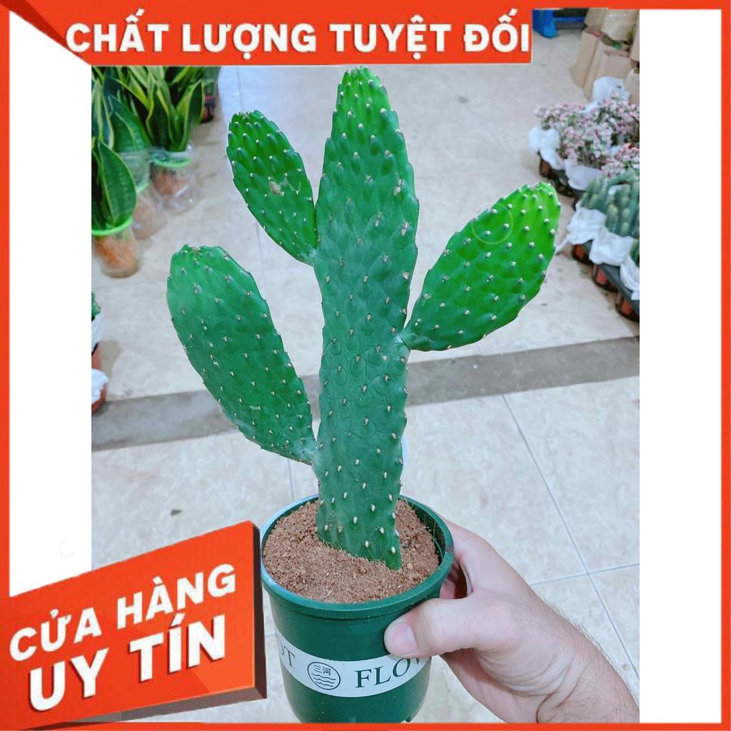 Xương rồng Nhiều Người Mua