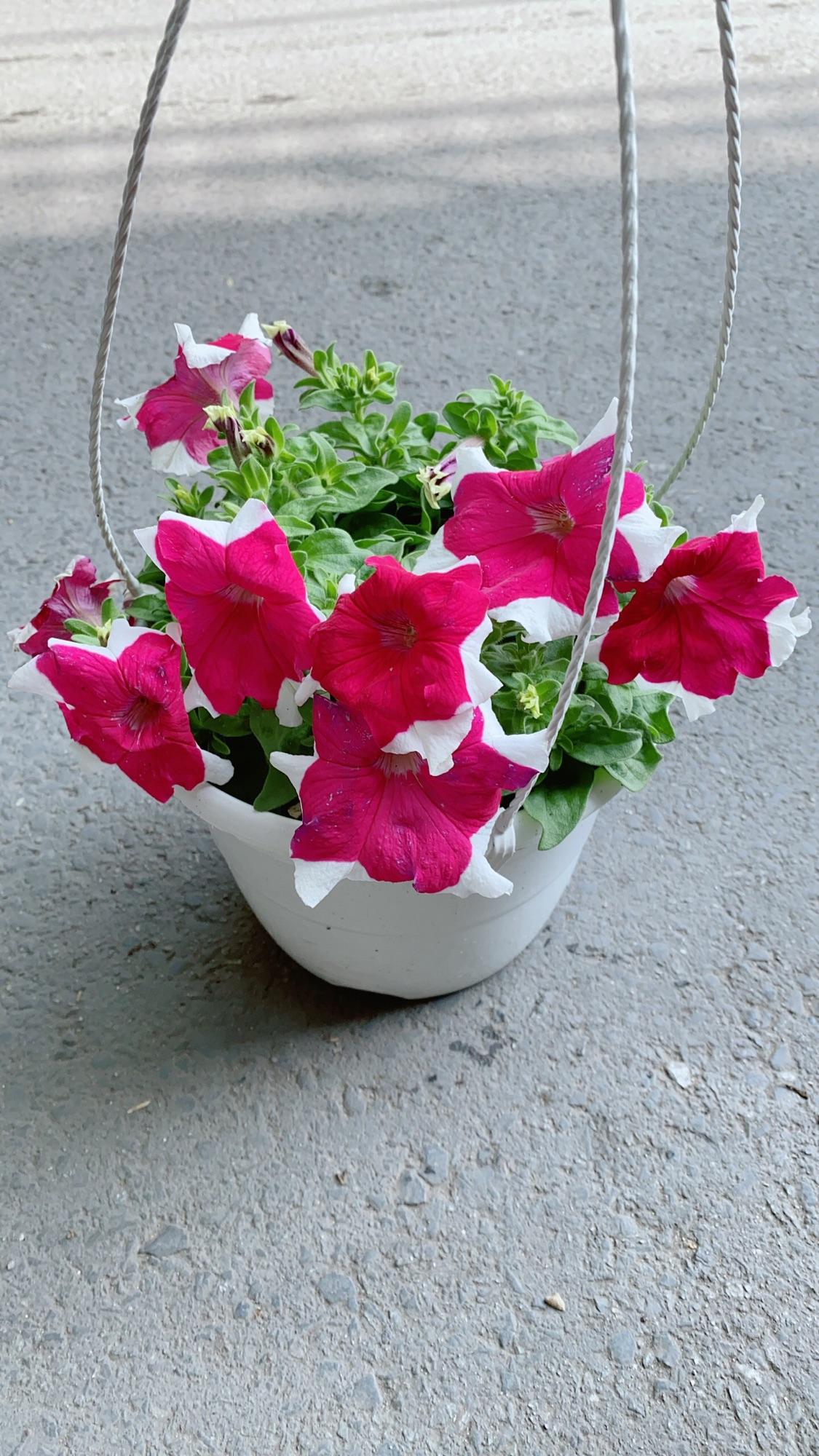 Chậu Hoa Dạ Yến Thảo