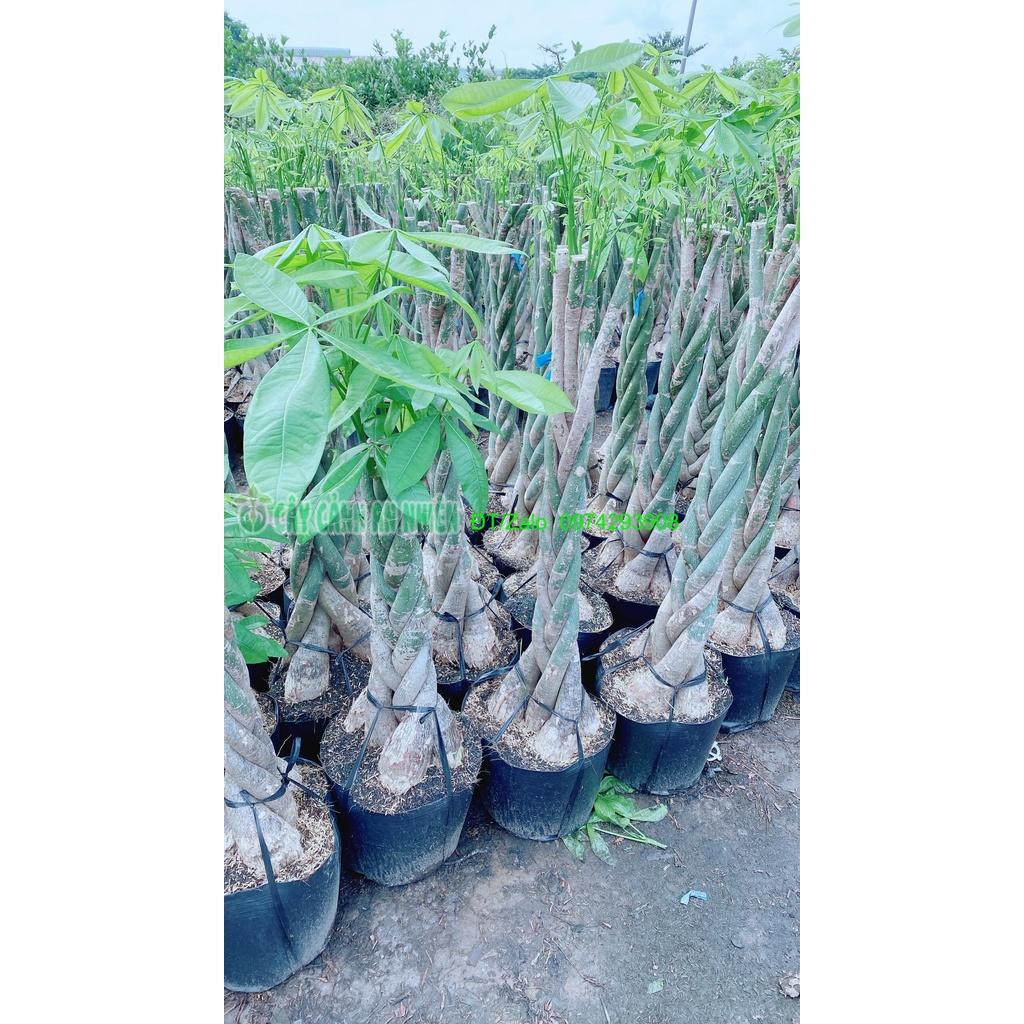 Cây Kim Ngân Thắt Bính Lớn