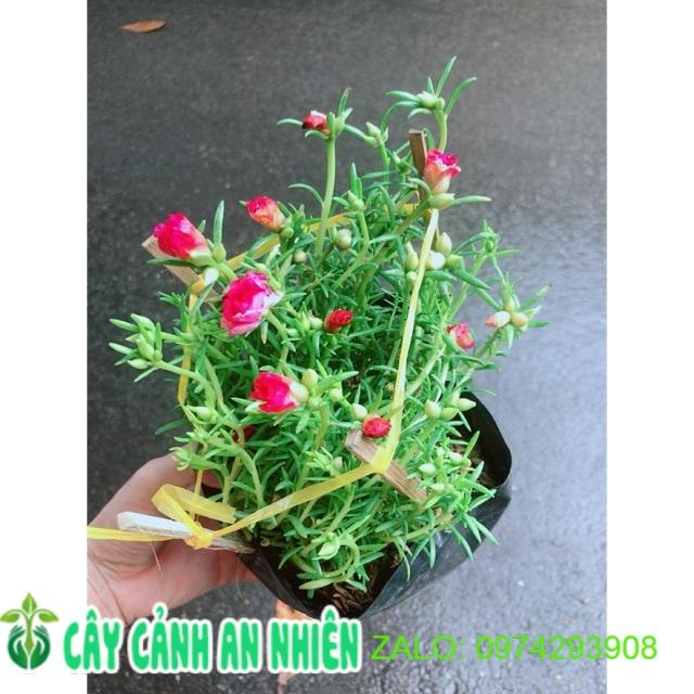 Hoa Mười Giờ
