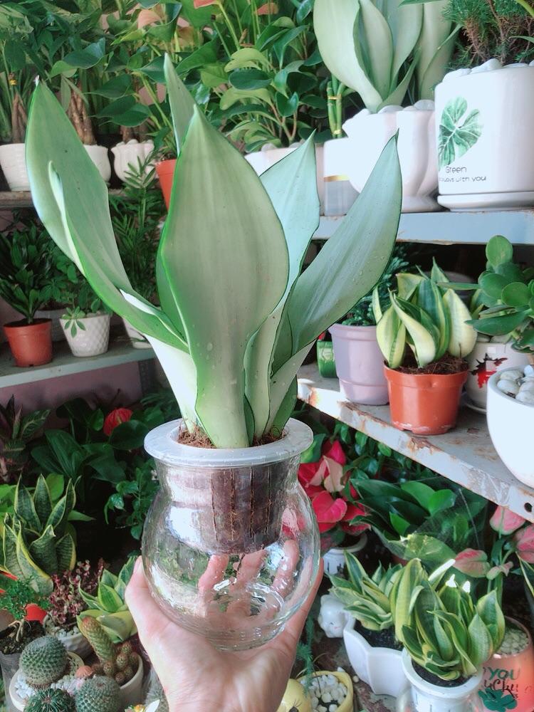 Chậu Lưỡi Hổ Bạc