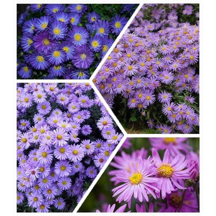 Hạt giống hoa cúc thạch thảo cao mix màu CT399 - Gói 50 hạt