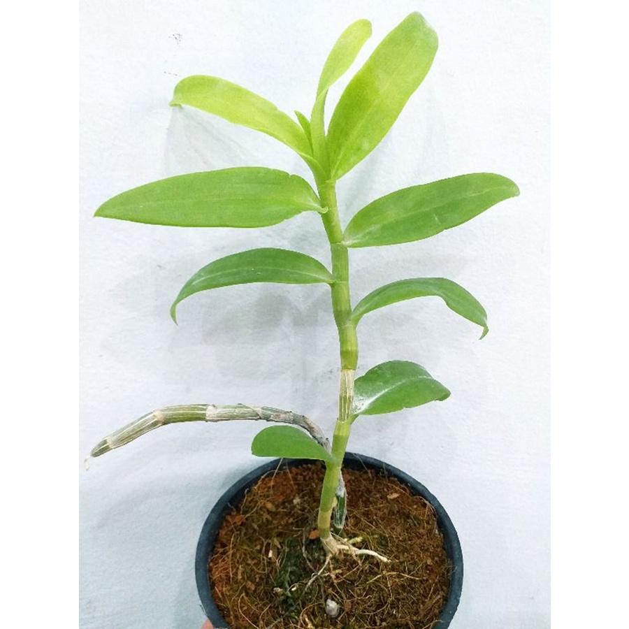 Phong lan - giả hạc hồng mỹ nhân