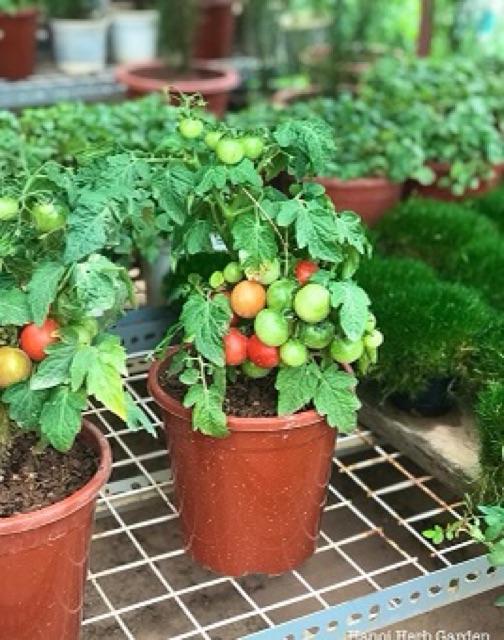 Hạt Giống Cà Chua Bi Đỏ Lùn - F1 -gói 0,3g