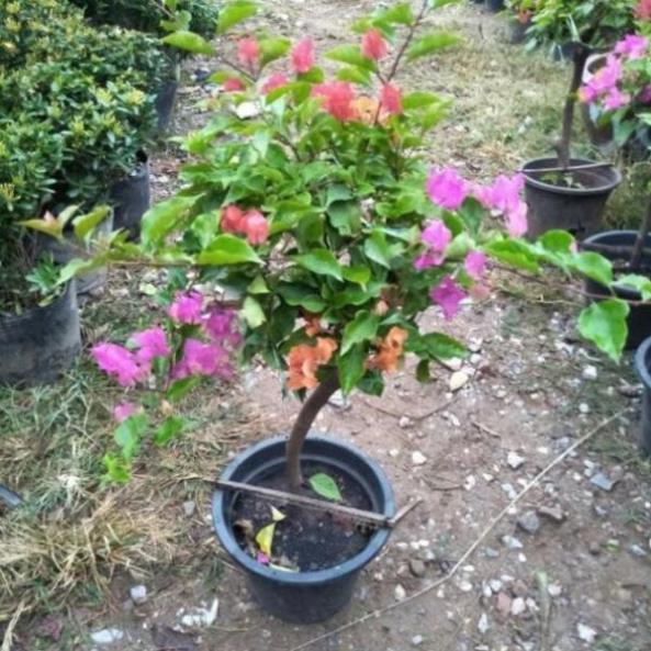 Cây Giống Hoa Giấy Leo