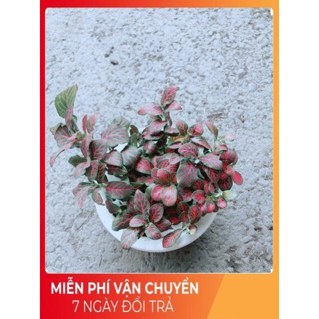 Chậu Cẩm Nhung Đỏ