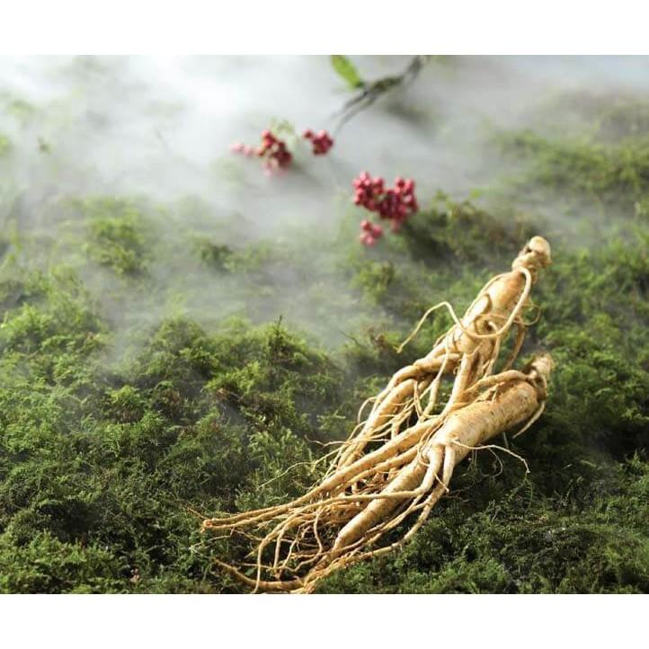 Hạt giống Nhân sâm Hàn Quốc