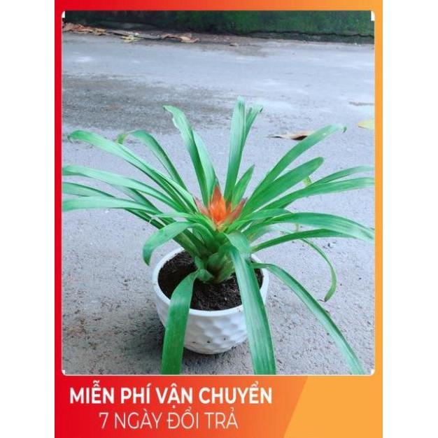 Chậu Phong Lộc Hoa