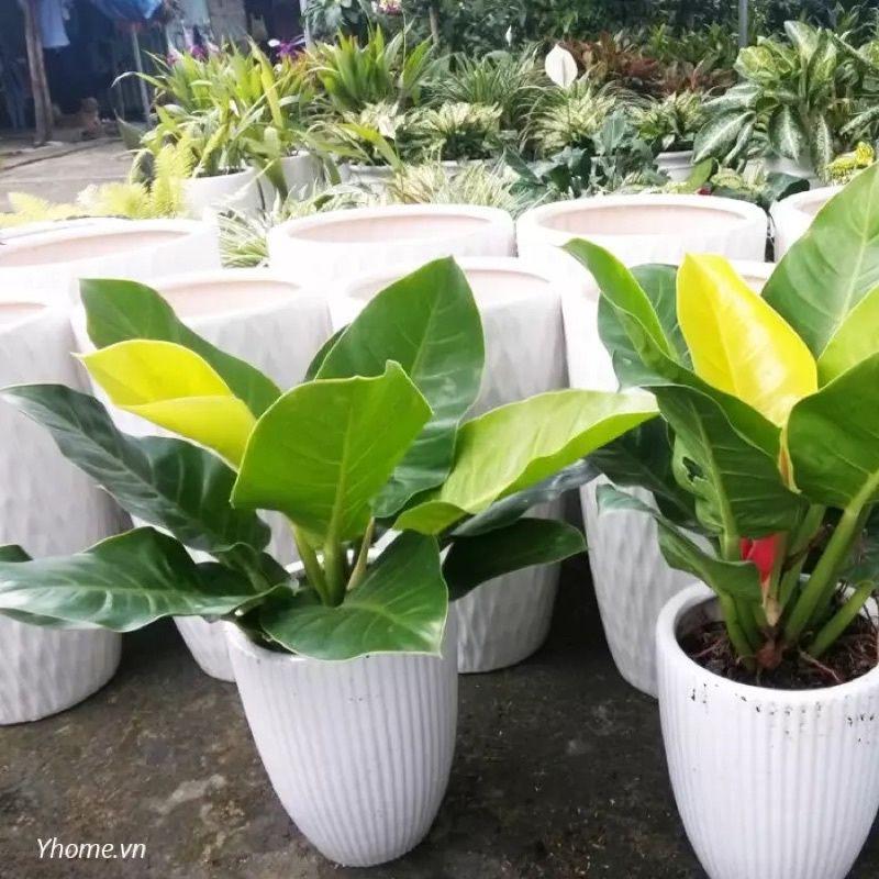 Trầu Bà Đế Vương  Xanh - Vàng  - Đỏ