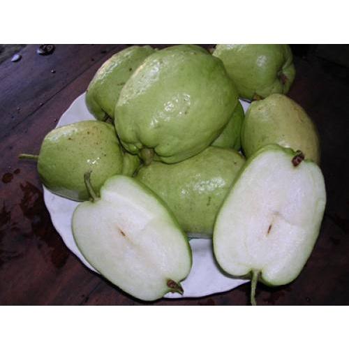 Cây giống ổi không hạt
