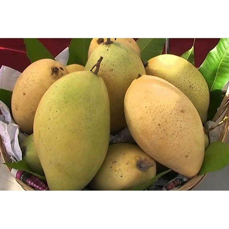 Cây giống XOÀI cát hòa lộc siêu sớm