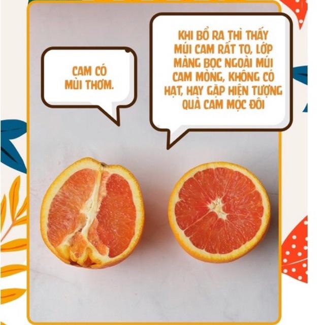 Cây cam Cara ruột đỏ không hạt Mỹ quả to siêu ngọt, dễ trồng