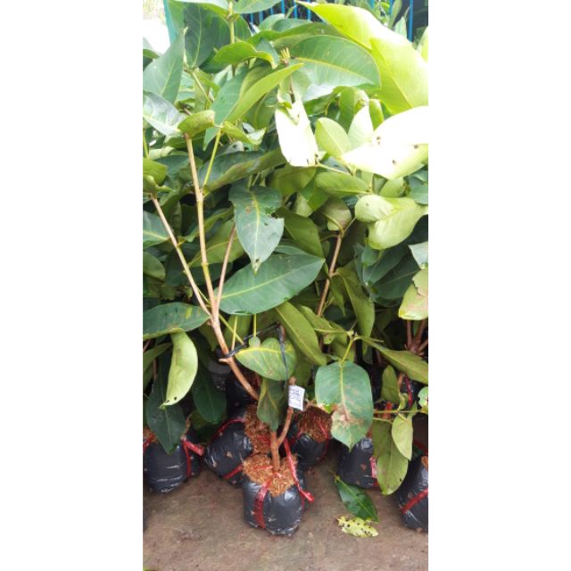CÂY GIỐNG MẬN XANH TAM HOA