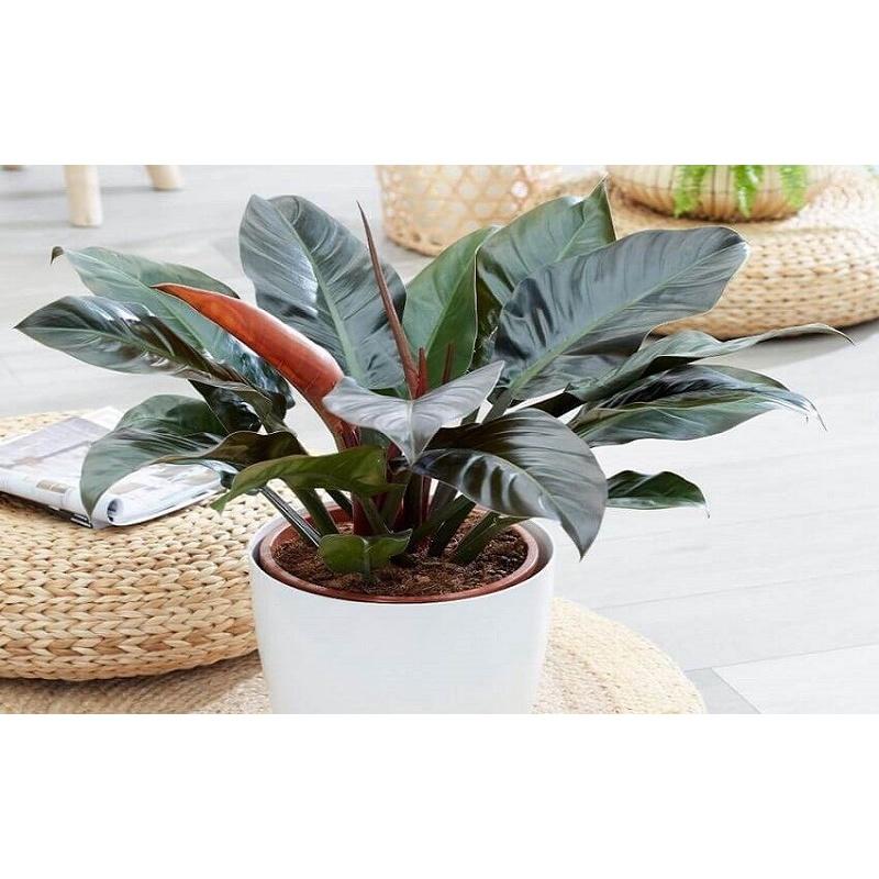 CÂY TRẦU BÀ ĐẾ VƯƠNG ĐỎ CHẬU TO NHƯ HÌNH *