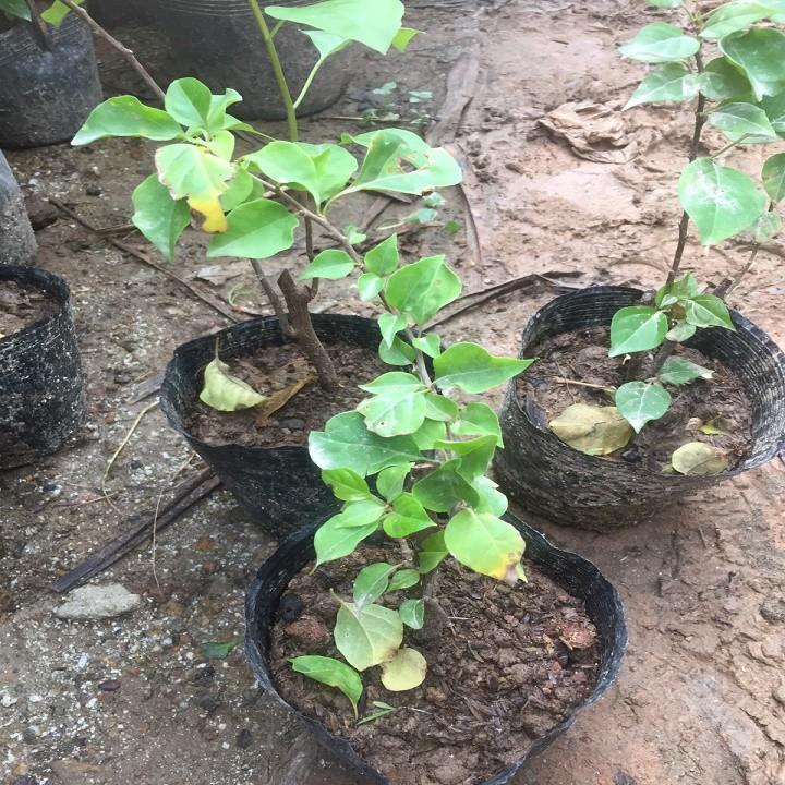Chậu hoa Giấy trăng phớt hồng siêu hoa