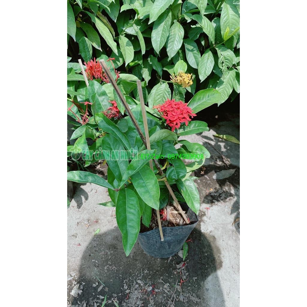 Cây Hoa Trang Mỹ Màu Đỏ