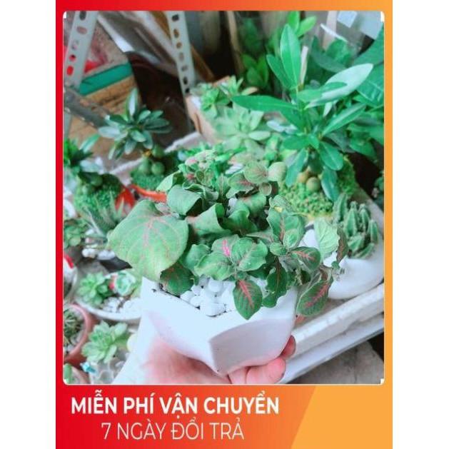 Chậu Cẩm Nhung