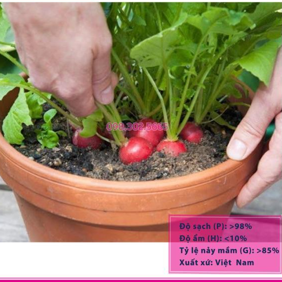 Hạt giống củ cải đỏ F1 gói 10gr