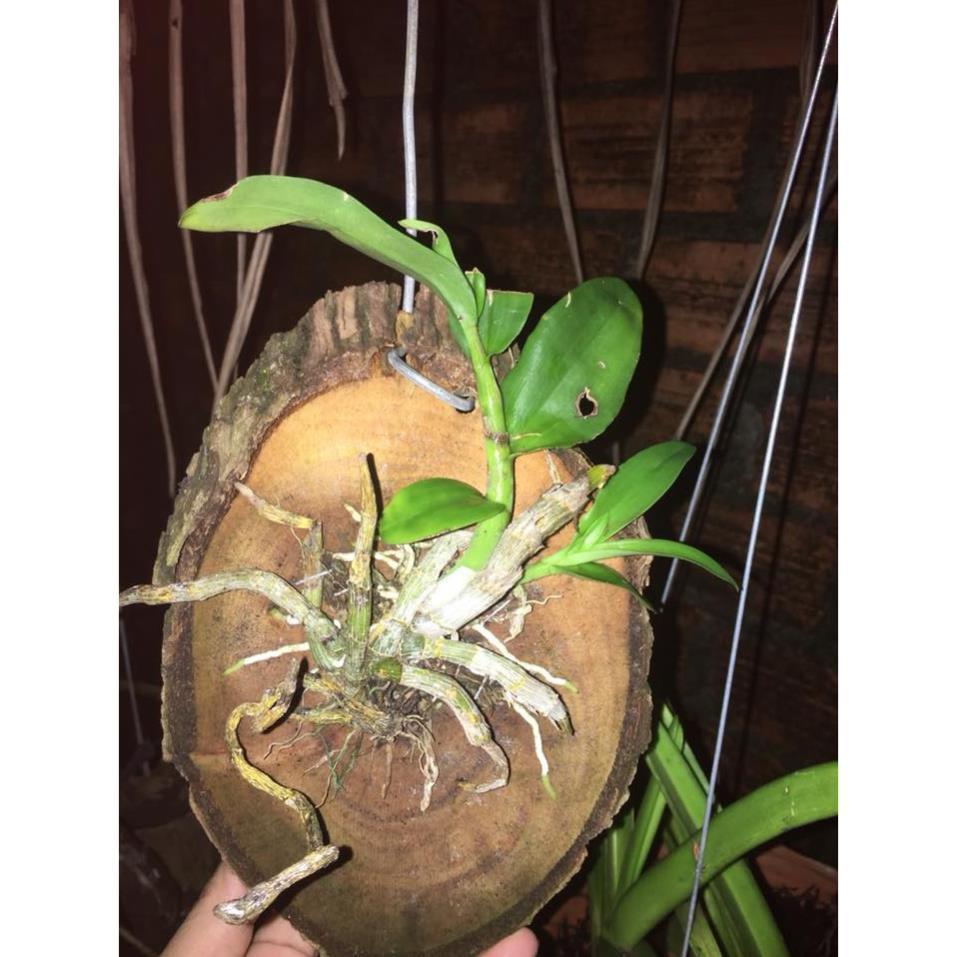 Sản Phẩm Hoa lan Hoàng Thảo Trầm 6 cánh