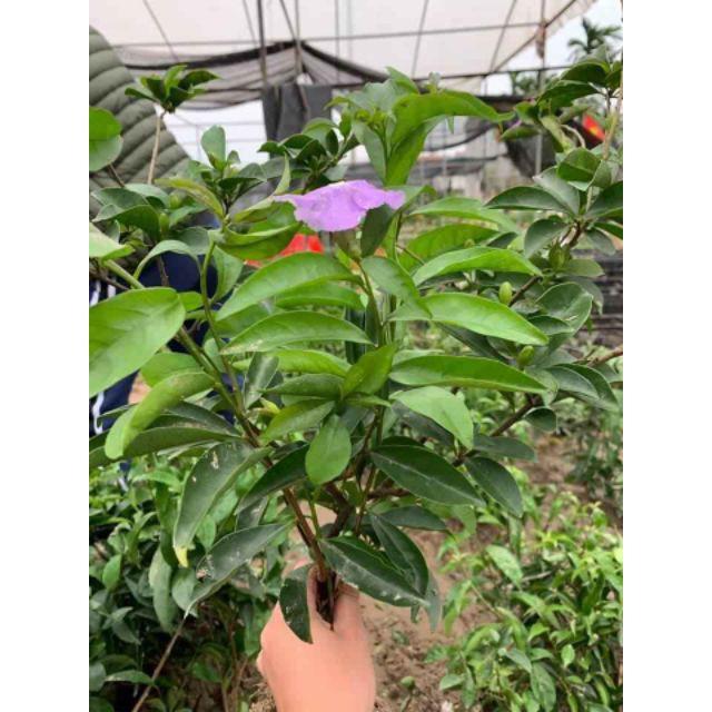 Sản phẩm HOA NHÀI NHẬT