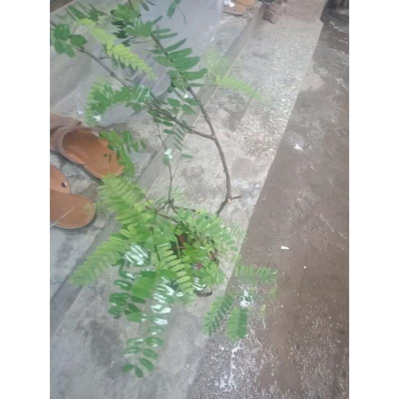 Cây me thái siêu ngọt f1