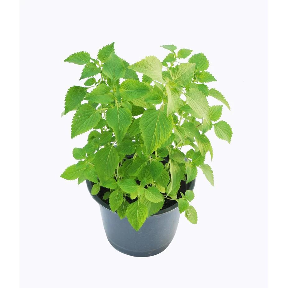 Hạt giống Rau Kinh Giới, thu hoạch sớm, dễ trồng, nảy mầm cao, sinh trưởng khoẻ