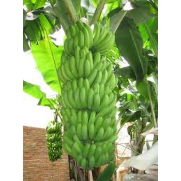 Cây giống chuối lân đà lạt cấy mô siêu sớm