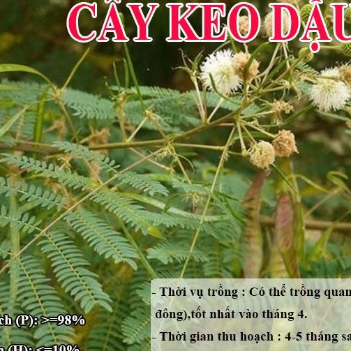 HẠT GIỐNG KEO DẬU - Thức Ăn Chăn Nuôi - Hạt Giống Cỏ Chăn Nuôi - Cỏ Nuôi Trâu,Bò,Dê...