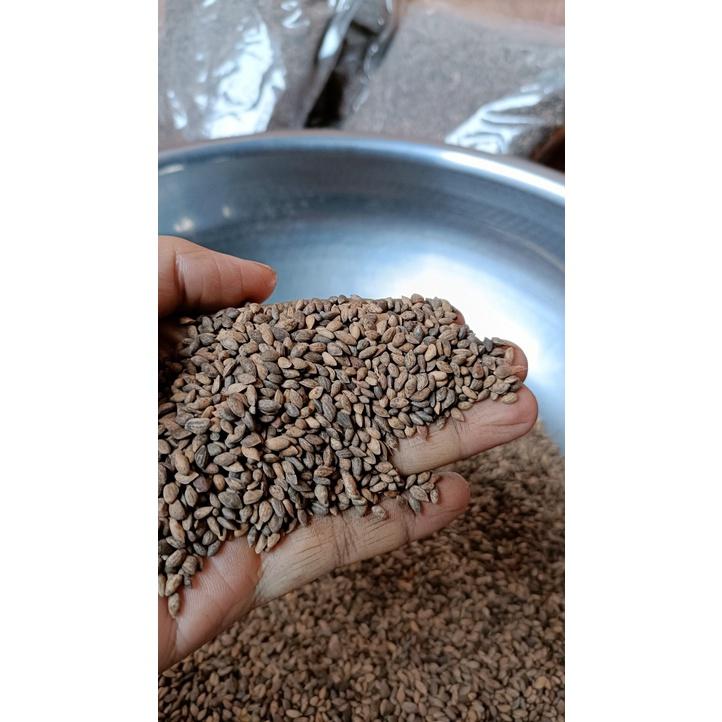 100gram hạt giống cây thông 2 lá