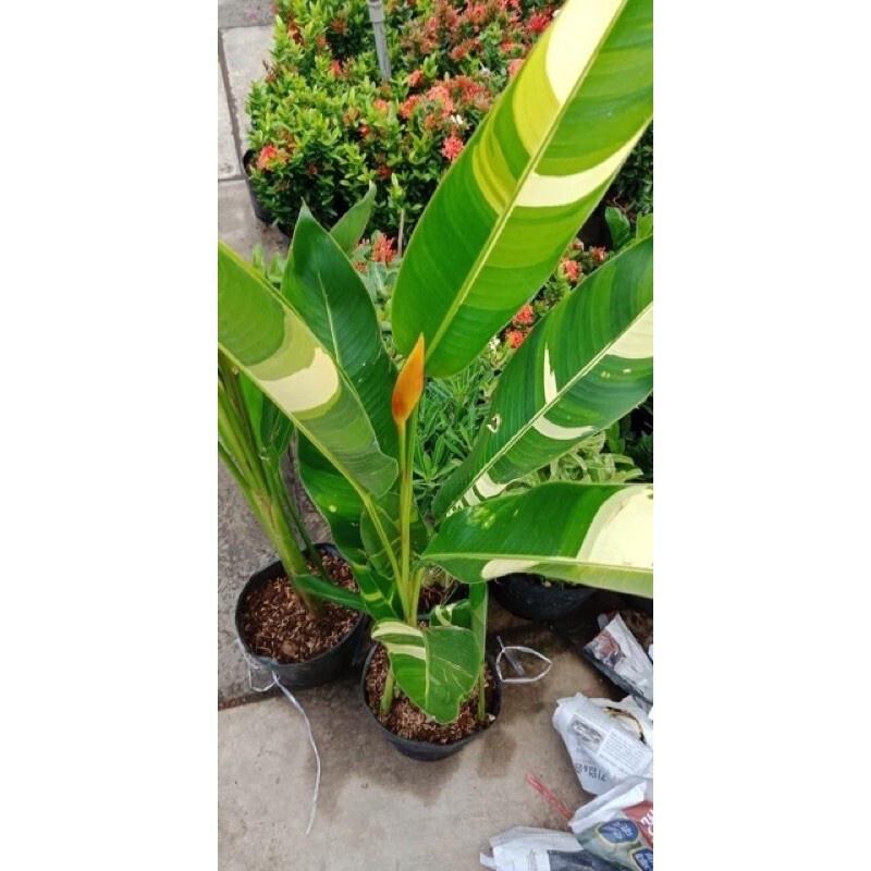 Chuối Thiên Điểu Cẩm Thạch - cây cảnh trong nhà + tặng phân bón cho cây