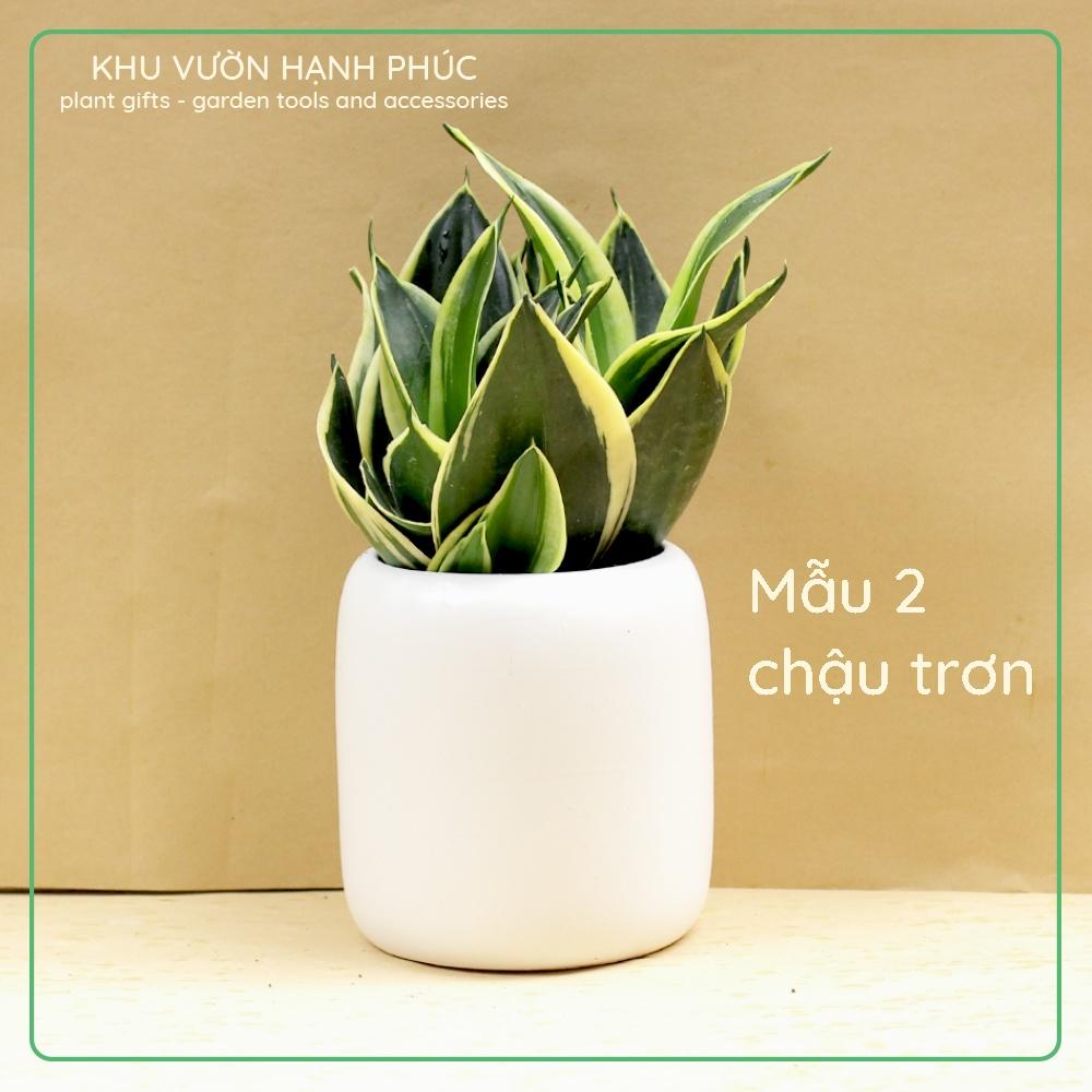 Cây Lưỡi Hổ, để bàn văn phòng, quà tặng, trang trí, dễ trồng