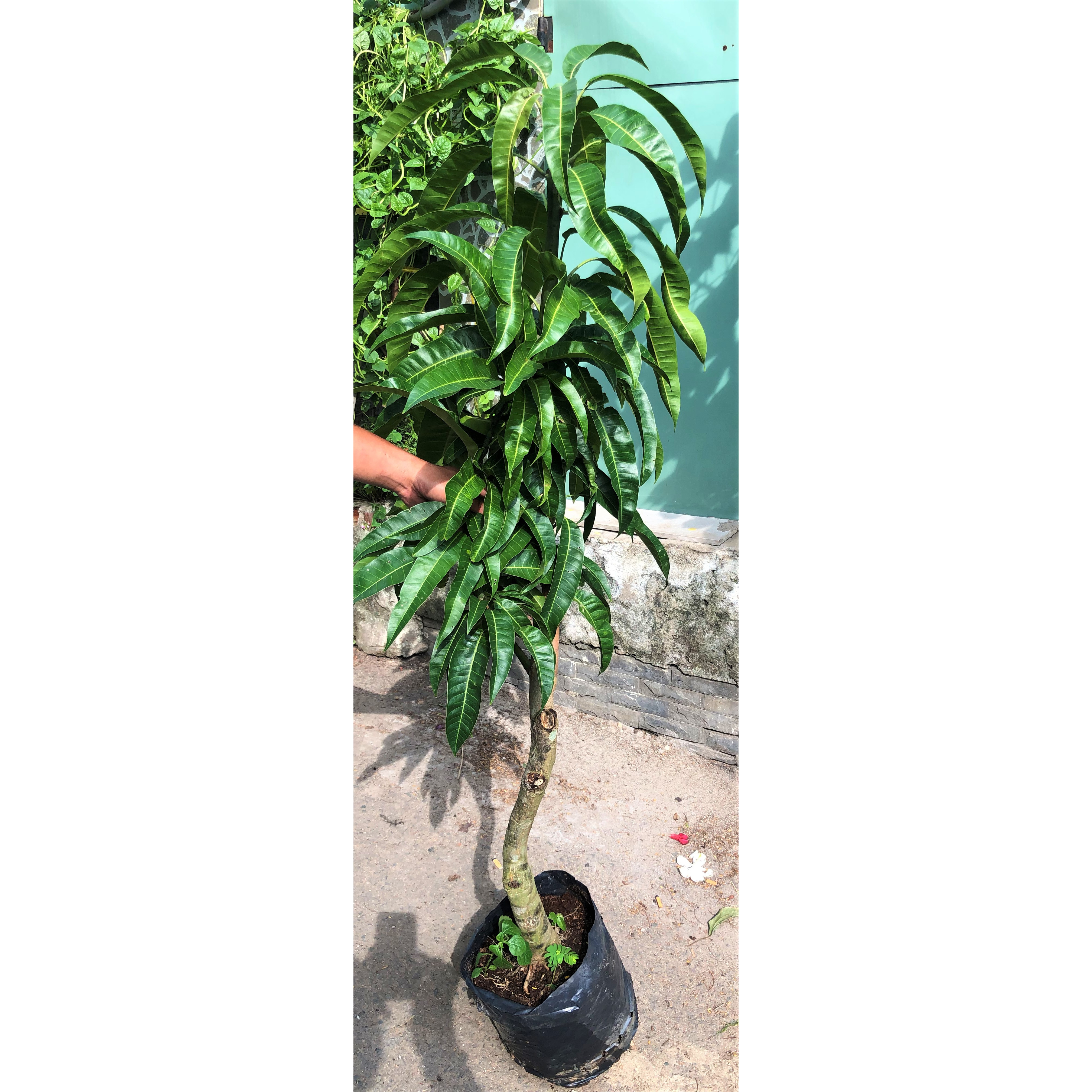 Cây xoài Úc cao 120 - 150 cm
